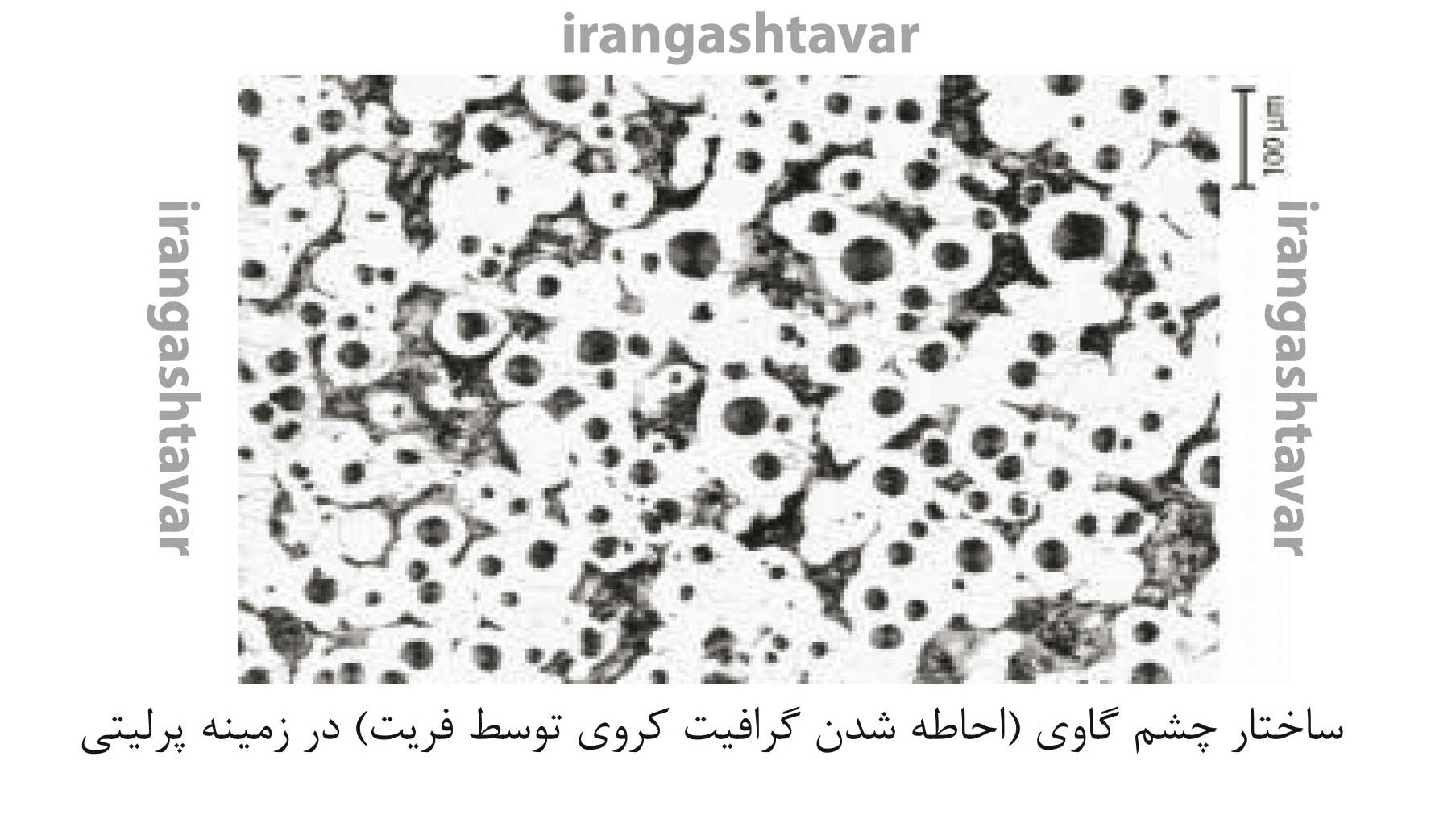 ریخته گری چدن|ساختار چشم گاوی در چدن داکتیل